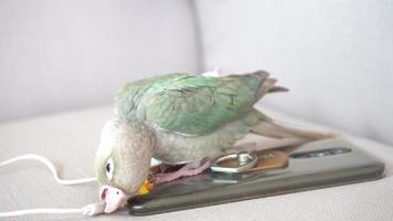 Green-cheeked parakeet or green-cheeked conure biting a small talk on the sofa. video