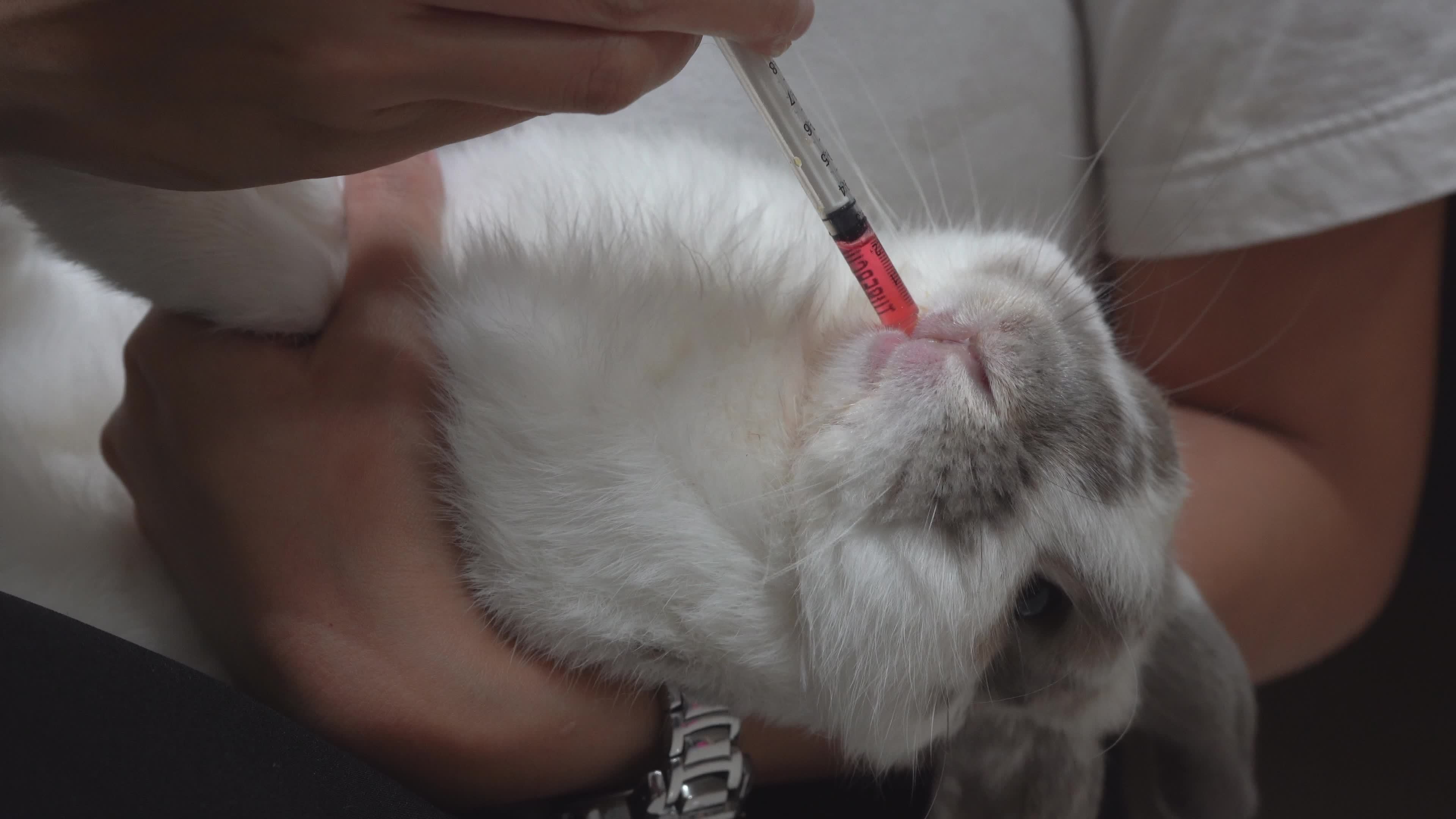 Women medicating a rabbit by syringe. 20092281 Stock Video at Vecteezy