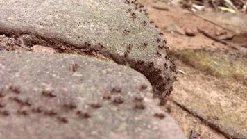 The crowd of black ants are moving nest in the forest moves. video