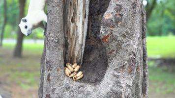 de eekhoorn eten noot Aan de boom in de park. video