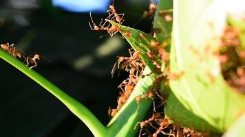 le rouge fourmis en marchant dans et en dehors de le nid. video