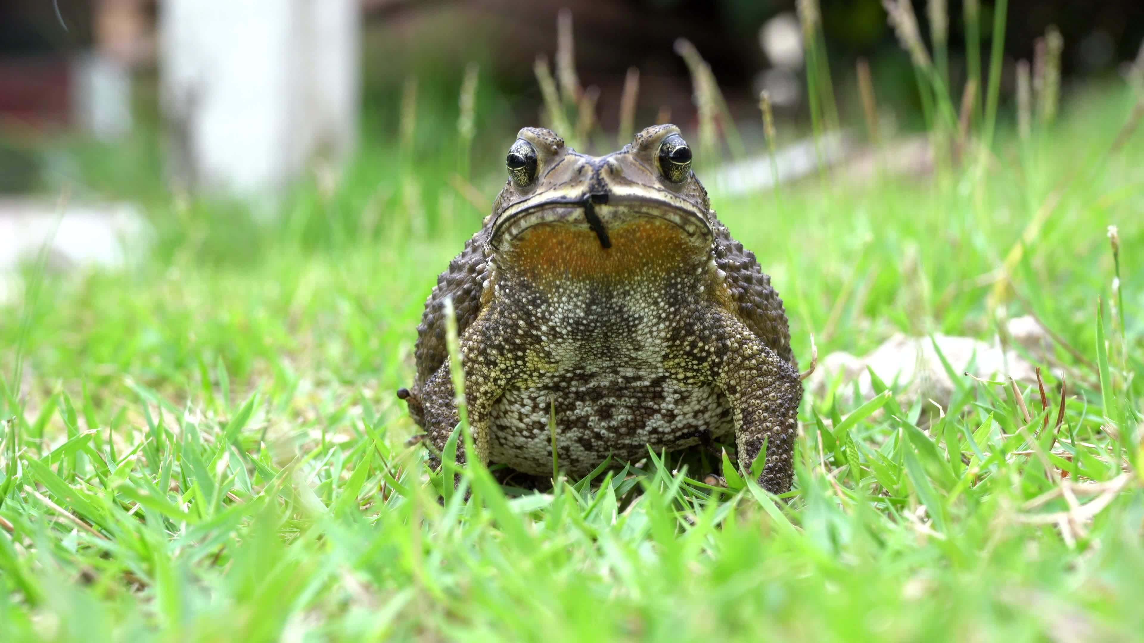 Toad stock video footage for free download