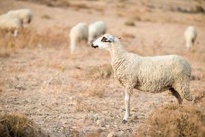 Sheep on rural landscape photo