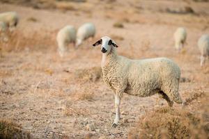 Sheep on rural landscape photo