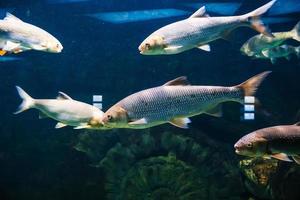 agua dulce río pescado debajo agua en el acuario foto