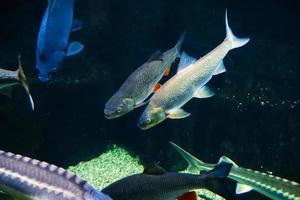 agua dulce río pescado debajo agua en el acuario foto