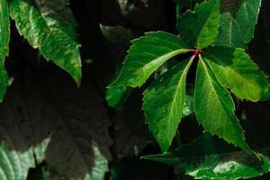 Grape green leaves close-up. Background of fresh green leaves. photo