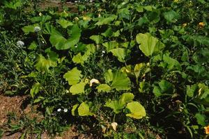 Green leaves of zucchini and pumpkins in the garden on the garden bed on the farm in the light of the sun. Eco-friendly products. photo