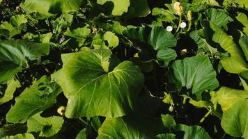 The tops of zucchini and pumpkins in the garden on the bed on the farm in the light of the sun. Eco-friendly products. photo