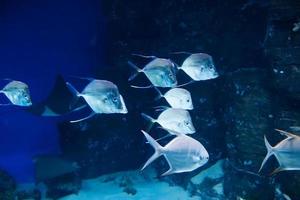 Selena vomer fish swimming underwater in an aquarium photo