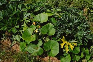 Green leaves of zucchini and pumpkins in the garden on the garden bed on the farm in the light of the sun. Eco-friendly products. photo