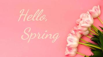 Text Hello Spring next to a beautiful bouquet of delicate pink tulips on a pink background. There may be your text. photo