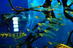 glass catfish swims in a large and bright aquarium in a flock photo