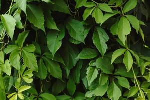 Grape green leaves close-up. Background of fresh green leaves. photo