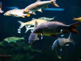 freshwater river fish under water in the aquarium photo