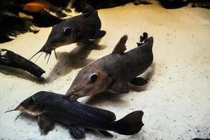 Giraffe catfish Auchenoglanis occidentalis swims in a large and bright aquarium in a flock photo