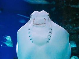 fish Stingray swims against the glass of the aquarium and smiles photo