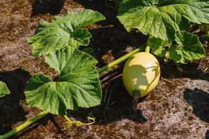 Ripe zucchini growing in a garden in the open air. Yellow, green zucchini in the garden on the farm. Eco-friendly products. photo