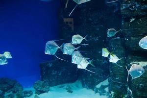 Selena vomer fish swimming underwater in an aquarium photo