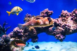 erizo pescado nadando debajo agua en un acuario foto