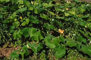 Green leaves of zucchini and pumpkins in the garden on the garden bed on the farm in the light of the sun. Eco-friendly products. photo