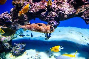 erizo pescado nadando debajo agua en un acuario foto