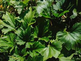 Green leaves of zucchini and pumpkins in the garden on the garden bed on the farm. Eco-friendly products. Close-up. photo