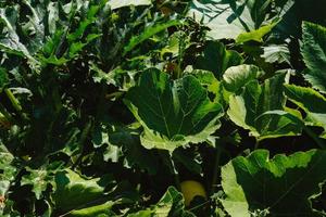 Green leaves of zucchini and pumpkins in the garden on the garden bed on the farm. Eco-friendly products. Close-up. photo