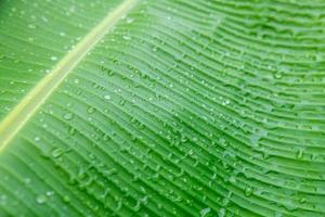 Banane palm leaf, green nature trexture background Green leaf with water droplets in the middle of the leaf. photo
