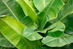 Banane palm leaf, green nature trexture background Green leaf with water droplets in the middle of the leaf. photo