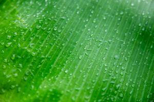 Banane palm leaf, green nature trexture background Green leaf with water droplets in the middle of the leaf. photo