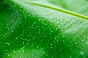 Banane palm leaf, green nature trexture background Green leaf with water droplets in the middle of the leaf. photo