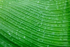 Banane palm leaf, green nature trexture background Green leaf with water droplets in the middle of the leaf. photo