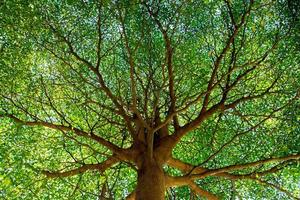 árbol colorante ramas hermosa. foto