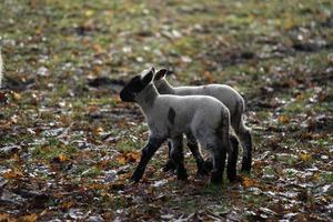 sheeps on a field in germany photo