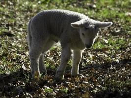 ovejas en un Alemania prado foto