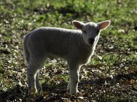 sheeps on a germany meadow photo