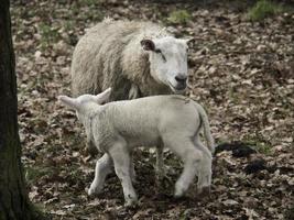 sheeps in westphalia photo