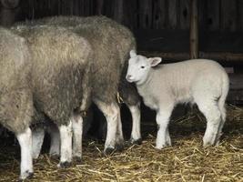 ovejas en un campo en alemania foto