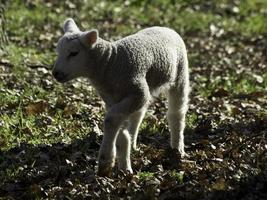 sheeps on a germany meadow photo