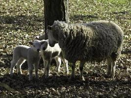 sheeps in westphalia photo