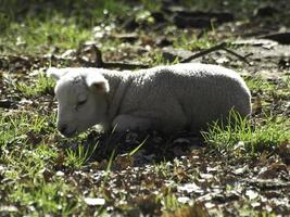 sheeps on a germany meadow photo