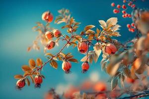 Beautiful spring border, blooming rose bush on a blue background. Flowering rose hips against the blue sky photo