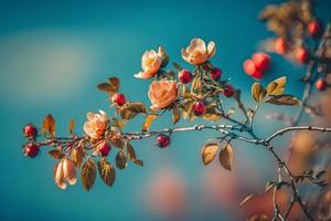 Beautiful spring border, blooming rose bush on a blue background. Flowering rose hips against the blue sky photo