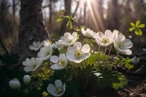 Beautiful white flowers of anemones in spring in a forest close up in sunlight in nature. Spring forest landscape with flowering primroses photo