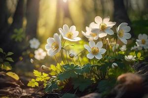 hermosa blanco flores de anémonas en primavera en un bosque cerca arriba en luz de sol en naturaleza. primavera bosque paisaje con floración prímulas foto