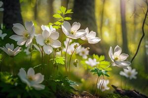 Beautiful white flowers of anemones in spring in a forest close up in sunlight in nature. Spring forest landscape with flowering primroses photo