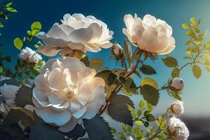 White bush roses on a background of blue sky in the sunlight. Beautiful spring or summer floral background photo