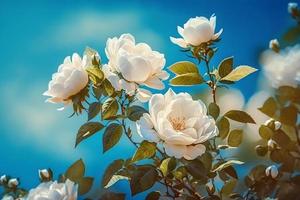 White bush roses on a background of blue sky in the sunlight. Beautiful spring or summer floral background photo