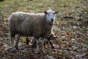 sheeps on a field in germany photo